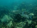IMG_2655 (2)